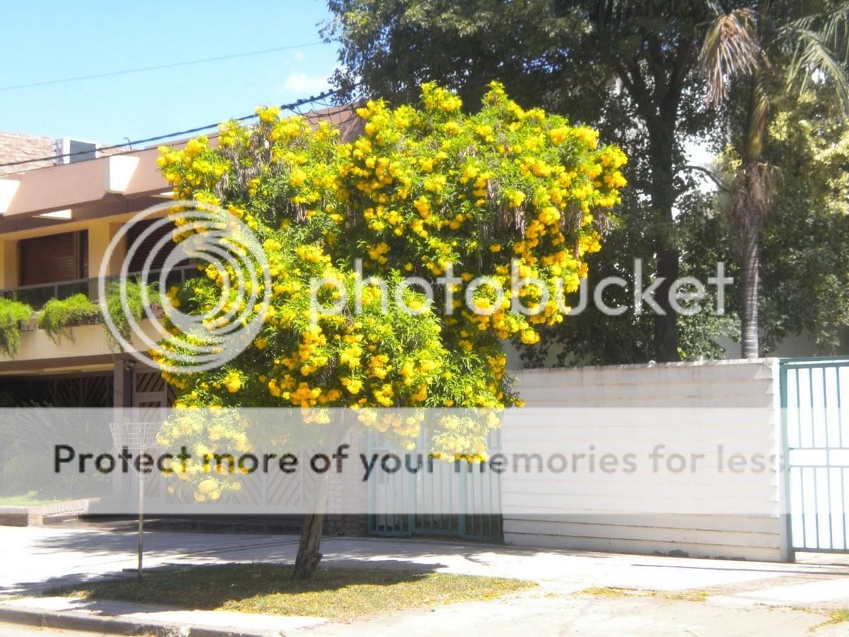 ipe de jardim familia:Ipê De Jardim Tecoma Stans 50 Sementes Flor Para Mudas – R$ 7,95 em ipe de jardim familia:Ipê De Jardim Tecoma Stans 50 Sementes Flor Para Mudas – R$ 7,95 em