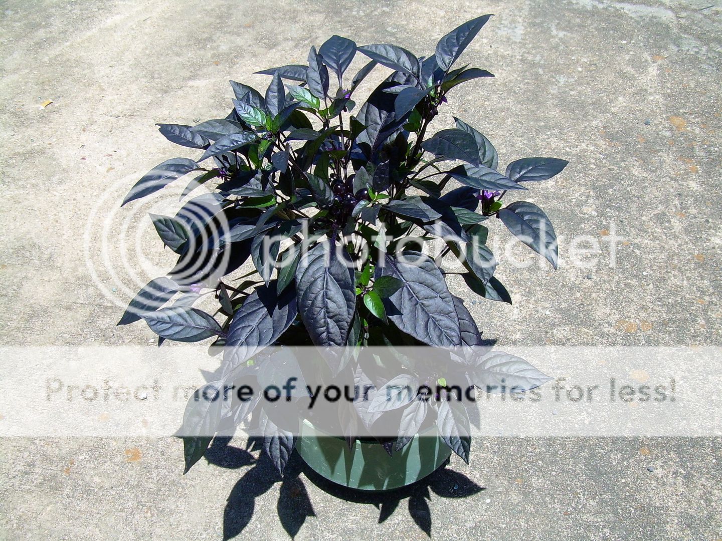 Black Prince Pepper Pimenta Sementes Capsicum Nigrum CENTRAL DO JARDIM