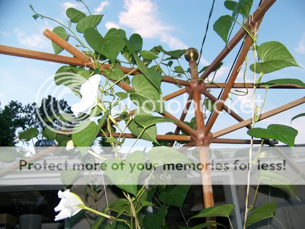 Umbrella frame trellis