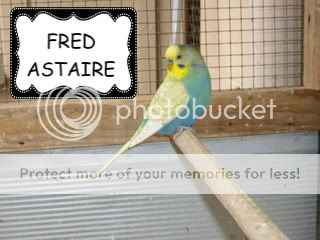 birds003-2.jpg