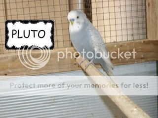 birds004-1.jpg