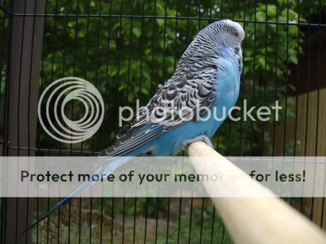 birds190.jpg