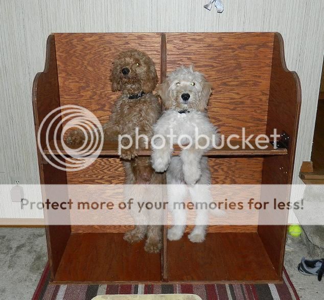  photo BaileyChair_zps1e4d782d.jpg