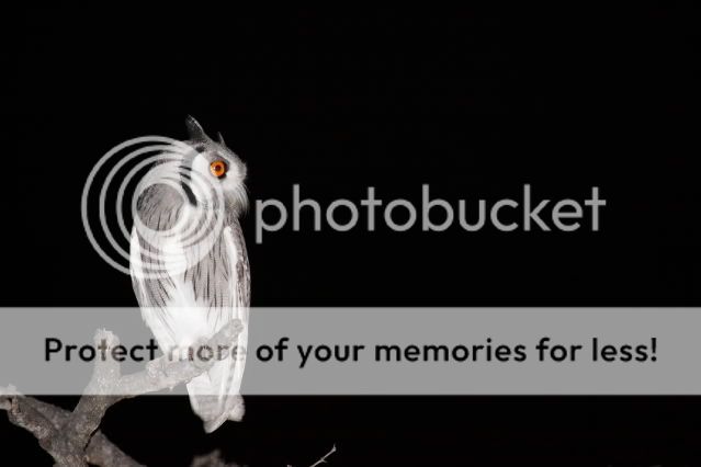 IMAGE: http://i324.photobucket.com/albums/k341/wanderingattorney/3030owl.jpg