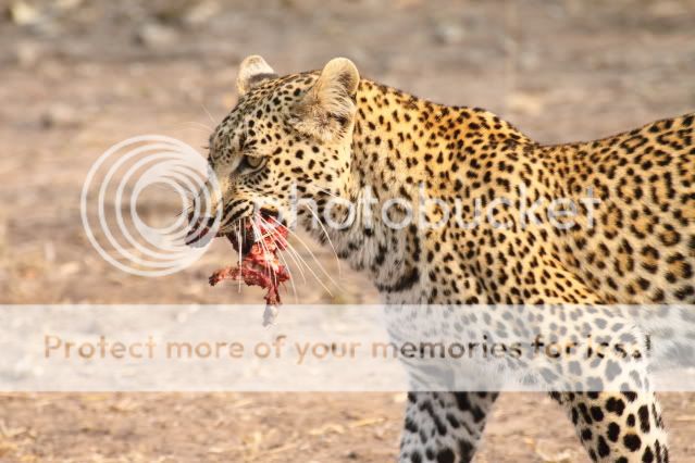 IMAGE: http://i324.photobucket.com/albums/k341/wanderingattorney/3567leopard.jpg