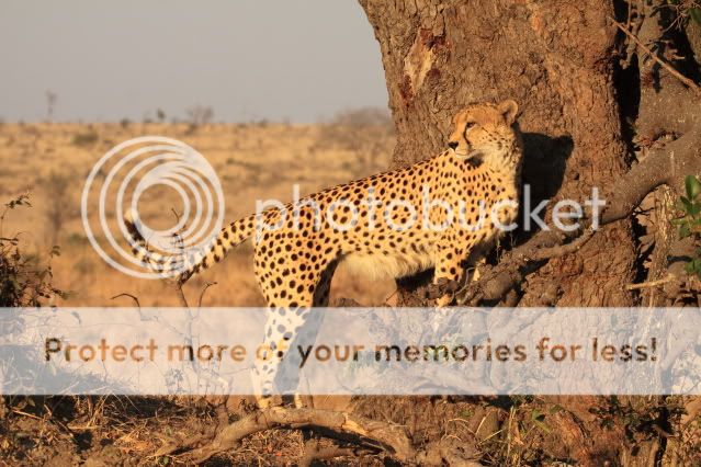 IMAGE: http://i324.photobucket.com/albums/k341/wanderingattorney/6261cheetah.jpg