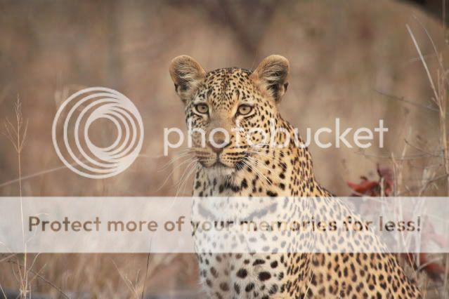 IMAGE: http://i324.photobucket.com/albums/k341/wanderingattorney/6611leopard.jpg
