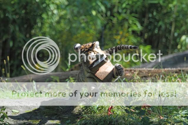 IMAGE: http://i324.photobucket.com/albums/k341/wanderingattorney/Tiger%20Cubs/Cub1601.jpg