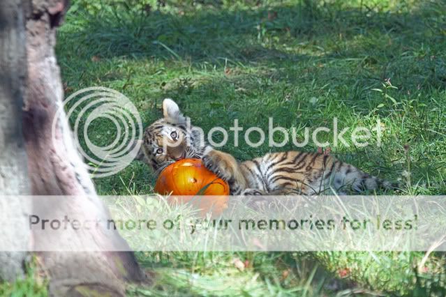 IMAGE: http://i324.photobucket.com/albums/k341/wanderingattorney/Tiger%20Cubs/Cub1680.jpg