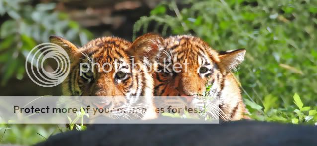 IMAGE: http://i324.photobucket.com/albums/k341/wanderingattorney/Tiger%20Cubs/Cubs1229pano.jpg