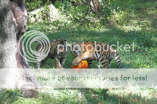 IMAGE: http://i324.photobucket.com/albums/k341/wanderingattorney/Tiger%20Cubs/Cubs1705.jpg