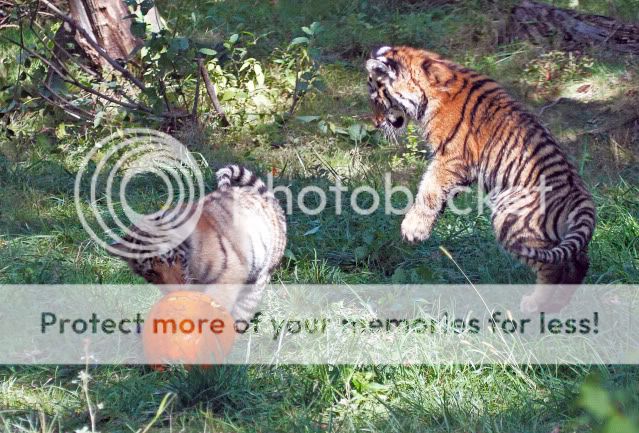 IMAGE: http://i324.photobucket.com/albums/k341/wanderingattorney/Tiger%20Cubs/Cubs1751.jpg