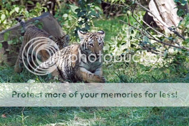 IMAGE: http://i324.photobucket.com/albums/k341/wanderingattorney/Tiger%20Cubs/Cubs18021.jpg