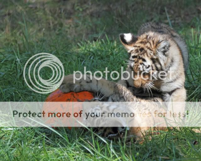 IMAGE: http://i324.photobucket.com/albums/k341/wanderingattorney/Tiger%20Cubs/Cubs1841crop.jpg