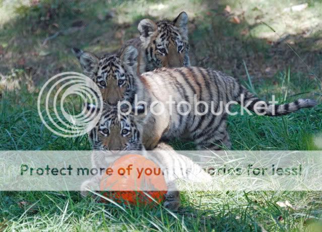 IMAGE: http://i324.photobucket.com/albums/k341/wanderingattorney/Tiger%20Cubs/Cubs1853.jpg