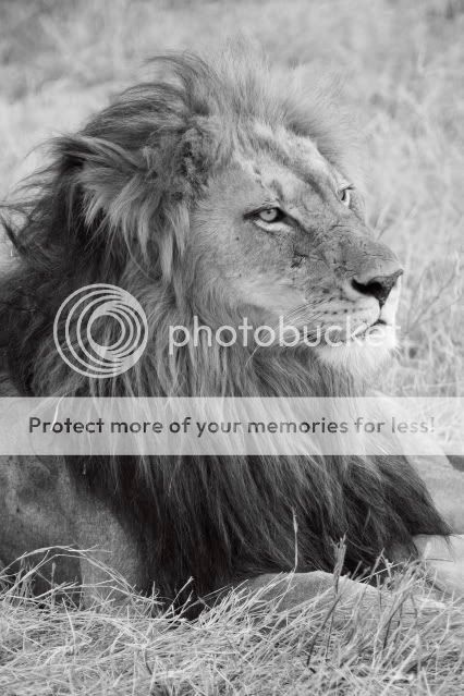 IMAGE: http://i324.photobucket.com/albums/k341/wanderingattorney/bwlion4852.jpg