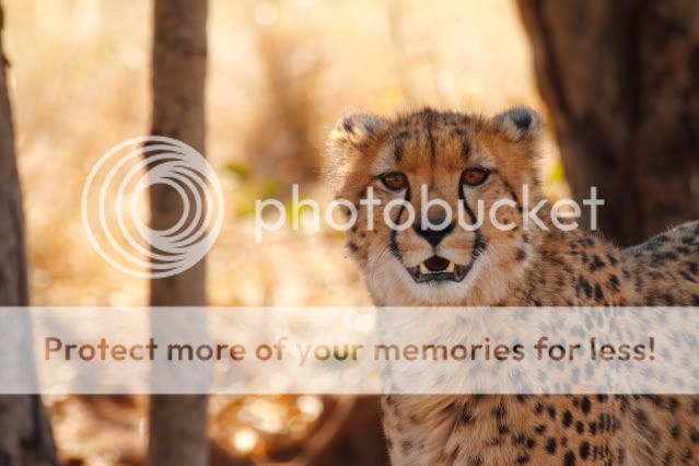 IMAGE: http://i324.photobucket.com/albums/k341/wanderingattorney/cheetah3254.jpg