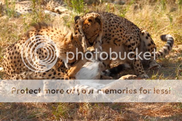 IMAGE: http://i324.photobucket.com/albums/k341/wanderingattorney/cheetah3264.jpg