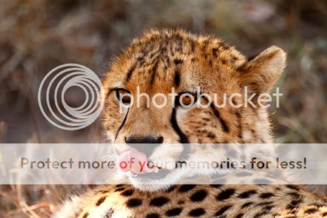 IMAGE: http://i324.photobucket.com/albums/k341/wanderingattorney/cheetah3278.jpg