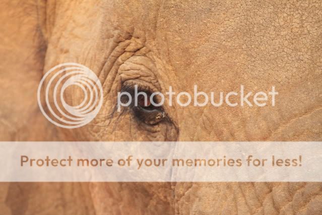 IMAGE: http://i324.photobucket.com/albums/k341/wanderingattorney/eleeye4924.jpg