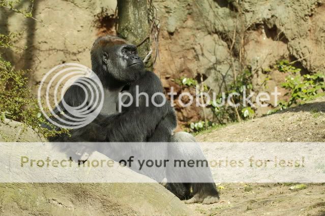 IMAGE: http://i324.photobucket.com/albums/k341/wanderingattorney/gorilla8134.jpg