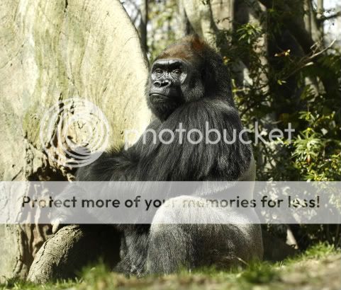 IMAGE: http://i324.photobucket.com/albums/k341/wanderingattorney/gorilla8138.jpg