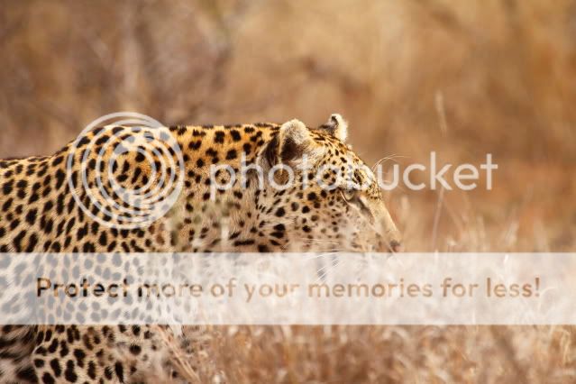 IMAGE: http://i324.photobucket.com/albums/k341/wanderingattorney/leopard4311.jpg