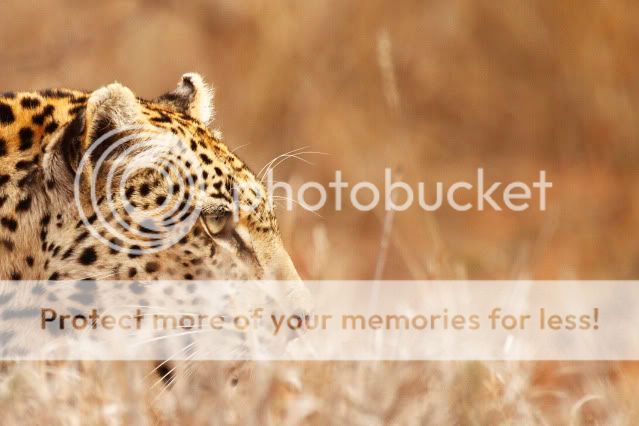 IMAGE: http://i324.photobucket.com/albums/k341/wanderingattorney/leopard43113.jpg