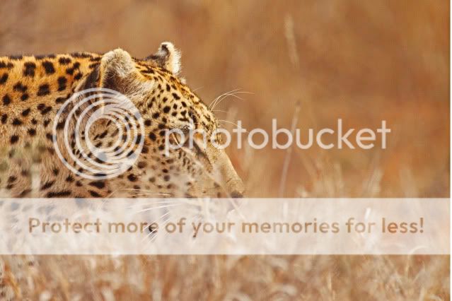 IMAGE: http://i324.photobucket.com/albums/k341/wanderingattorney/leopard43114-1.jpg