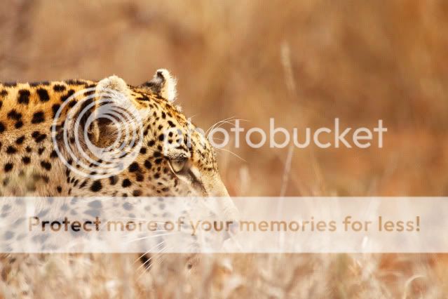 IMAGE: http://i324.photobucket.com/albums/k341/wanderingattorney/leopard43114.jpg