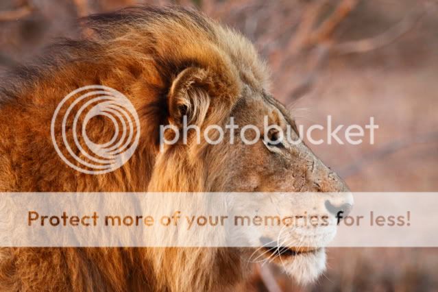 IMAGE: http://i324.photobucket.com/albums/k341/wanderingattorney/lion34022.jpg