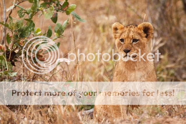 IMAGE: http://i324.photobucket.com/albums/k341/wanderingattorney/lion4074.jpg