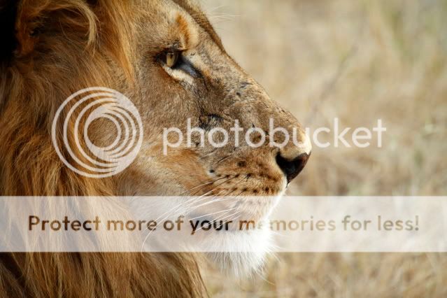 IMAGE: http://i324.photobucket.com/albums/k341/wanderingattorney/lion4811.jpg