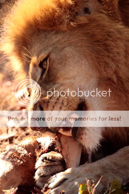 IMAGE: http://i324.photobucket.com/albums/k341/wanderingattorney/lion5086-1.jpg