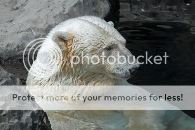IMAGE: http://i324.photobucket.com/albums/k341/wanderingattorney/polarbear03541.jpg