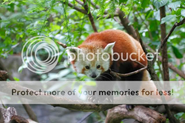 IMAGE: http://i324.photobucket.com/albums/k341/wanderingattorney/redpanda01301.jpg