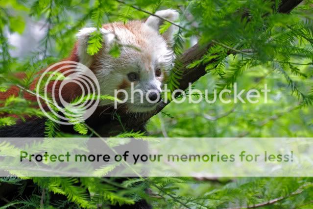 IMAGE: http://i324.photobucket.com/albums/k341/wanderingattorney/redpanda02491.jpg