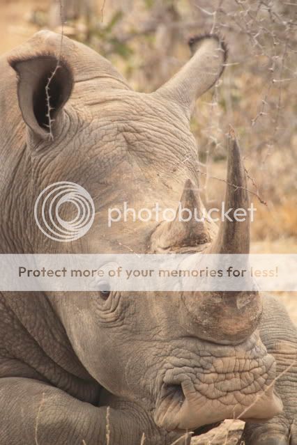 IMAGE: http://i324.photobucket.com/albums/k341/wanderingattorney/rhino4500.jpg