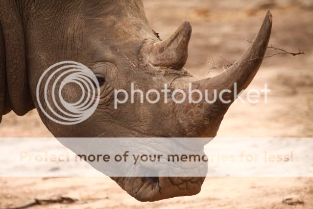 IMAGE: http://i324.photobucket.com/albums/k341/wanderingattorney/rhino4670.jpg