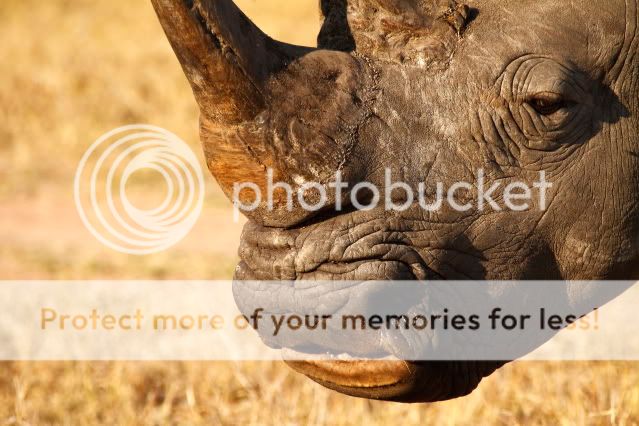 IMAGE: http://i324.photobucket.com/albums/k341/wanderingattorney/rhino5704-1.jpg