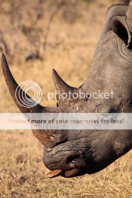 IMAGE: http://i324.photobucket.com/albums/k341/wanderingattorney/rhino5711.jpg