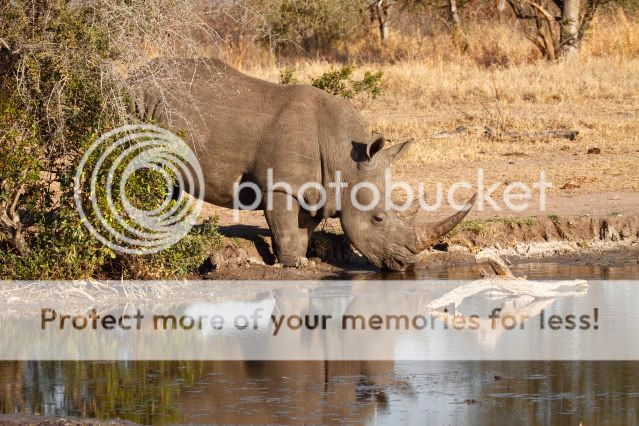 IMAGE: http://i324.photobucket.com/albums/k341/wanderingattorney/rhino5756.jpg