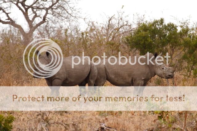 IMAGE: http://i324.photobucket.com/albums/k341/wanderingattorney/rhino7027.jpg