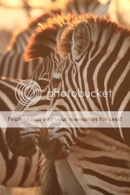IMAGE: http://i324.photobucket.com/albums/k341/wanderingattorney/zebra4964.jpg