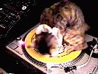 SpinningCat.gif