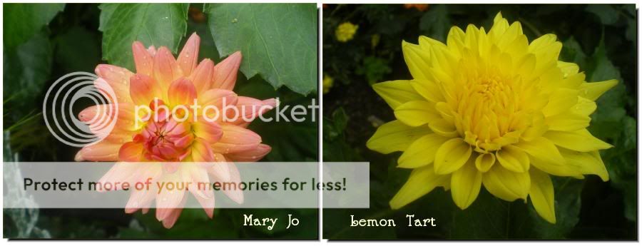 Mary Joe and Lemon Tart