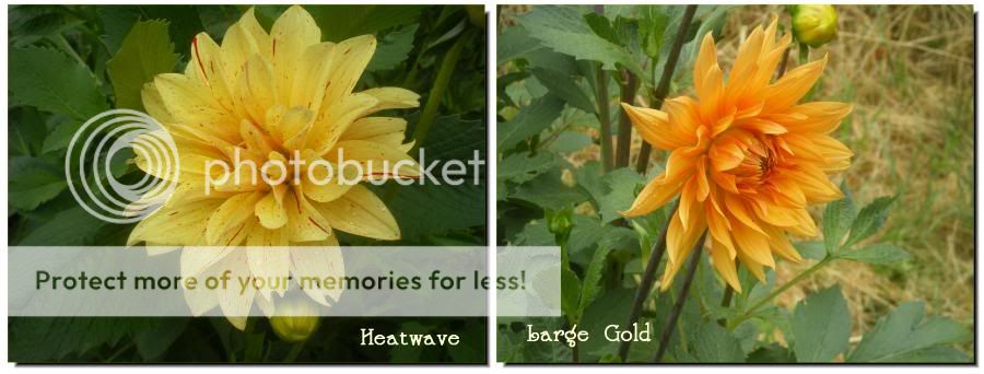 Heatwave and Large Gold