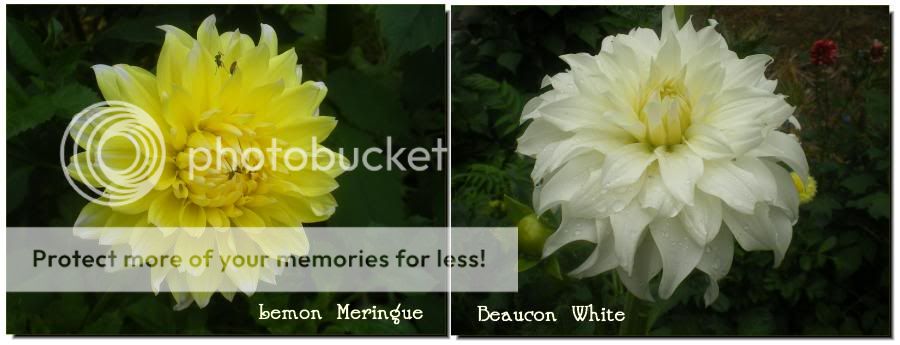 Lemon Meringue and Beaucon White