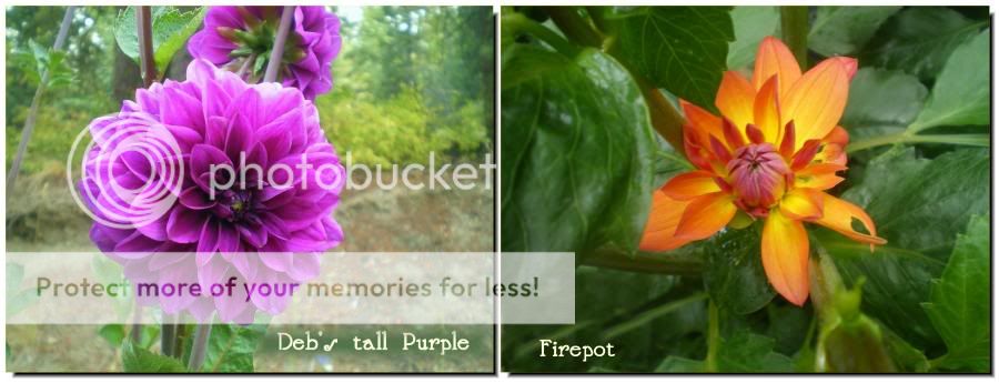 Deb's Tall PUrple and Firepot